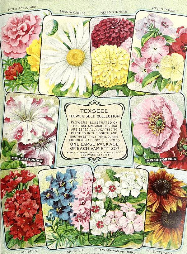 1917_tx-seed-floral_1917_flowers